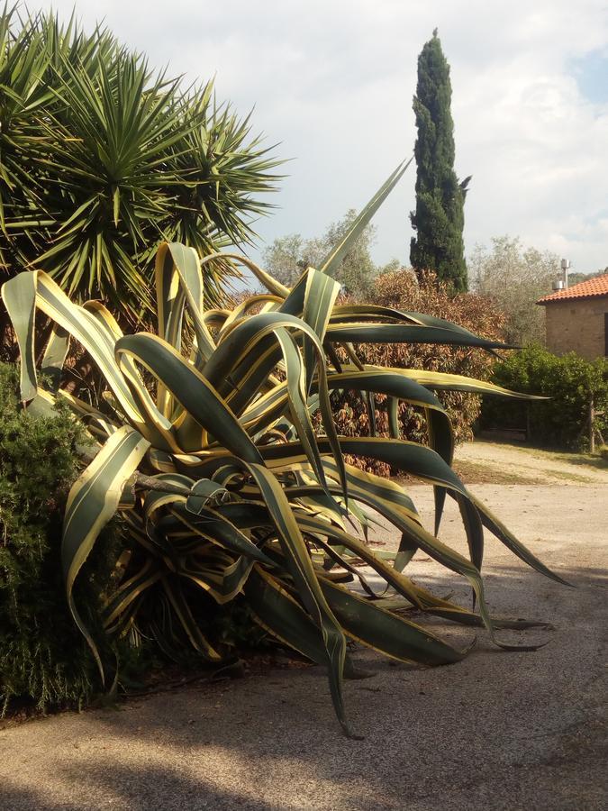 Case Cordovani Magliano in Toscana Zewnętrze zdjęcie