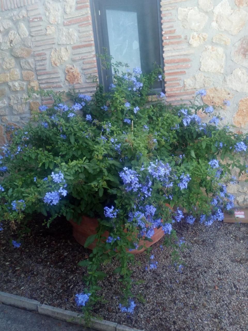 Case Cordovani Magliano in Toscana Zewnętrze zdjęcie